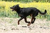 BEAUCERON 927